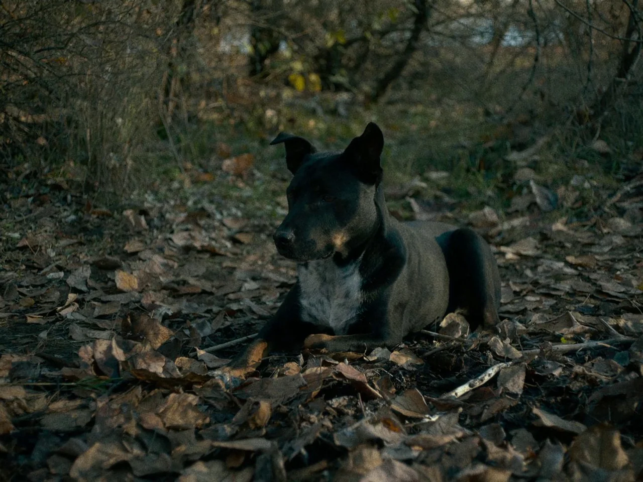 First Cow (2019) movie still: medium — A dark-furred dog rests on a thick bed of fallen brown autumn leaves. The ground is covered in foliage amidst…