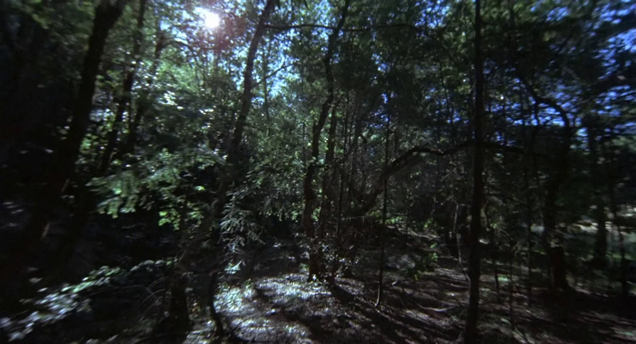 Silent Running (1972) movie still: establishing — A dense forest undergrowth features dark tree trunks and thick foliage obscuring the distant view.…