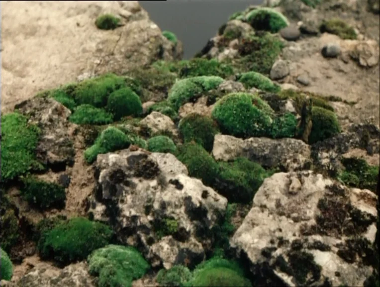 Stalker (1979) movie still: closeup — A cluster of porous light-grey rocks are heavily overgrown with thick, vibrant green moss. The texture is…