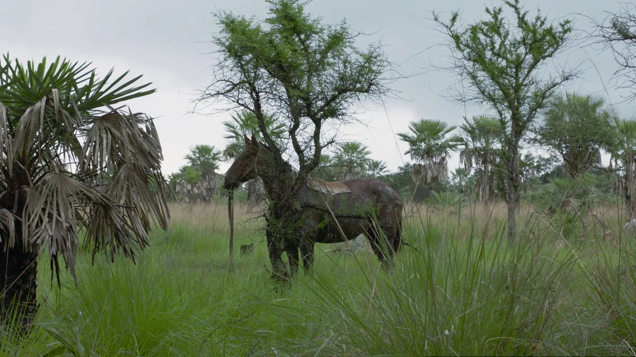 Zama (2017) movie still: medium — An open grassy savanna contains several palm trees and thin acacia-like trees under clouds. A brown horse with a…
