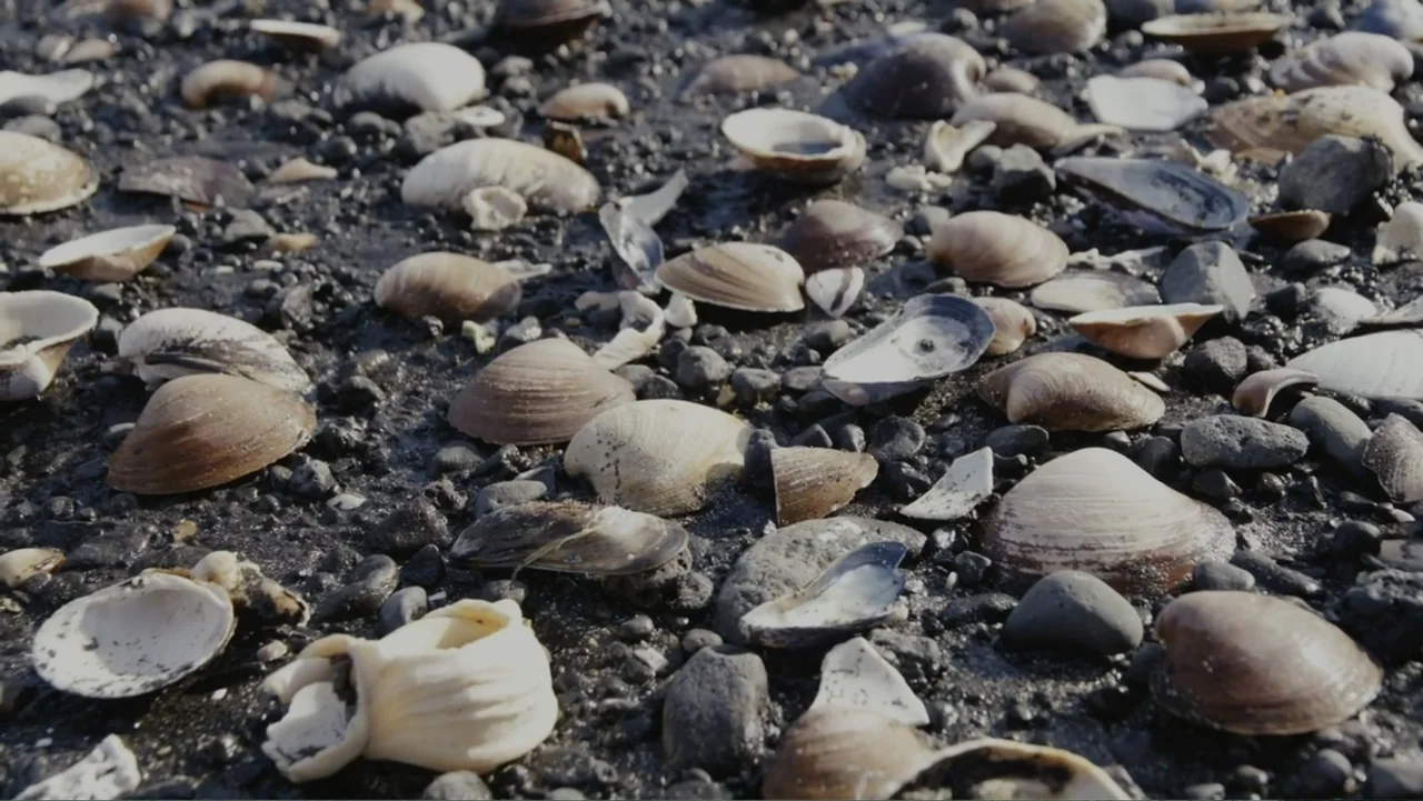 Iceland, the newborn island (2018) movie still: closeup — A dark rocky beach is covered with numerous scattered seashells and smooth stones. The…