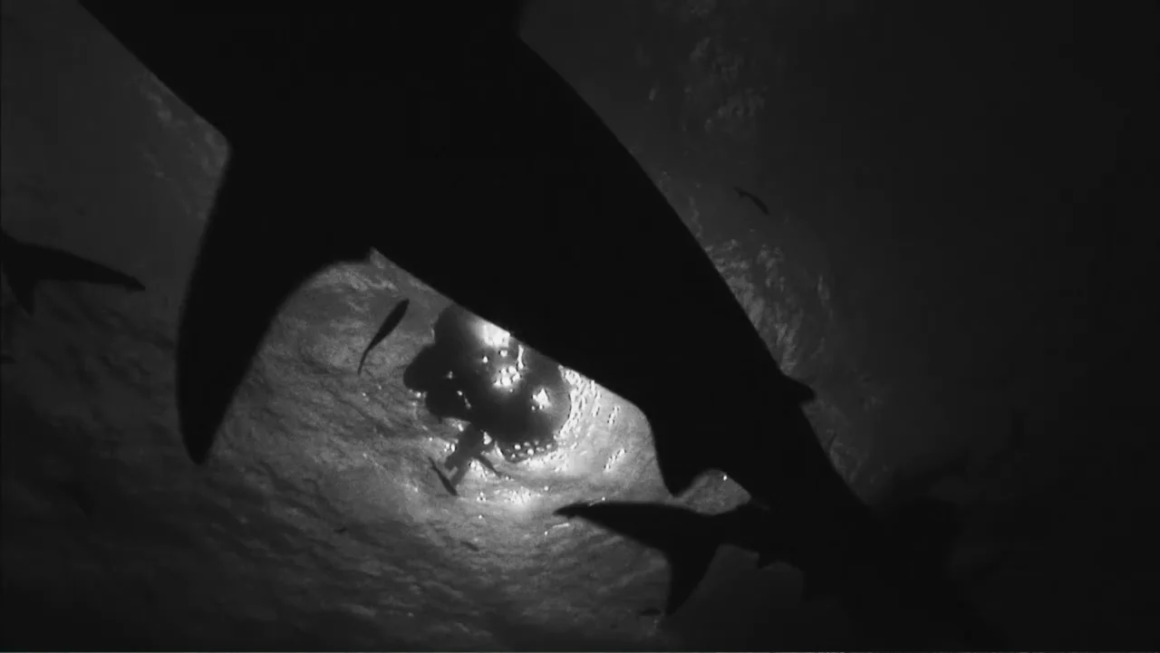 Serial Killer: Red Sea Attacks (2023) movie still: medium — An underwater scene viewed from below looking toward the rippling dark water surface. A…