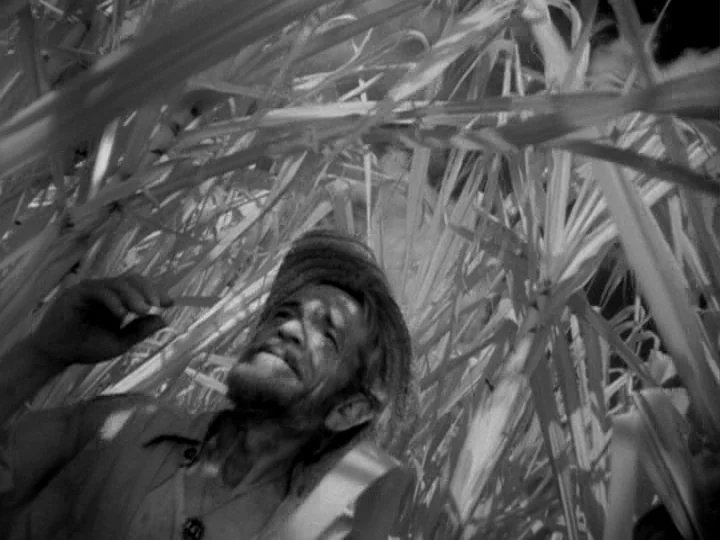 I Am Cuba (1964) movie still: medium — A dense patch of sugarcane stalks frames an older man looking upward. The sharp blades of the cane obscure…