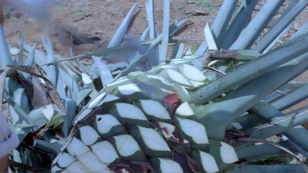 Toña Machetes (1985) movie still: closeup — An agave plant lies on dry earth with its leaves trimmed to the core. A metal blade cuts into the plant…