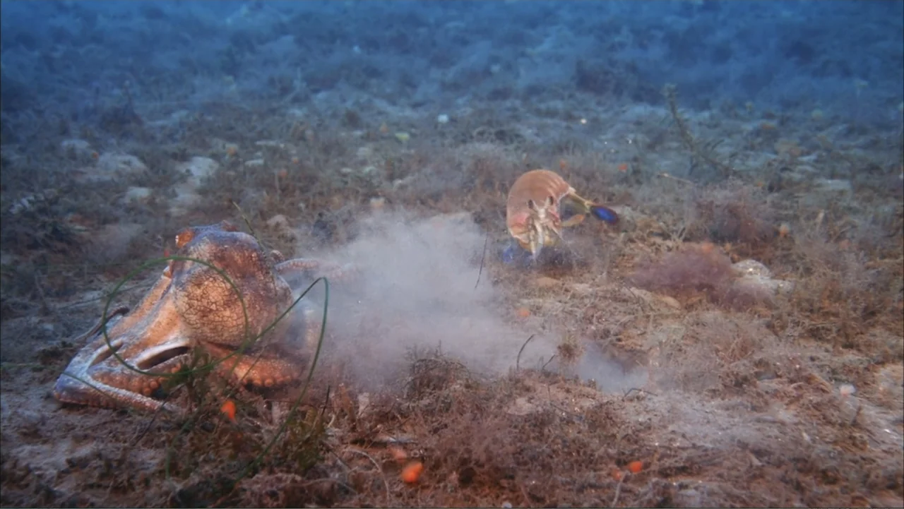 Deep Sea 3D (2006) movie still: medium — The ocean floor is covered in thick patches of brownish seagrass and fine sediment. An octopus lies…