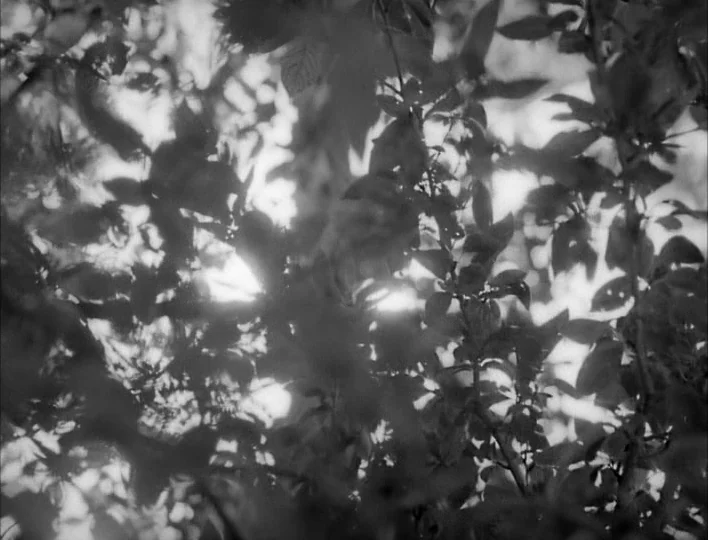 Carnival of Souls (1962) movie still: establishing — The frame is filled with the dark silhouettes of overlapping tree leaves and branches. Bright…