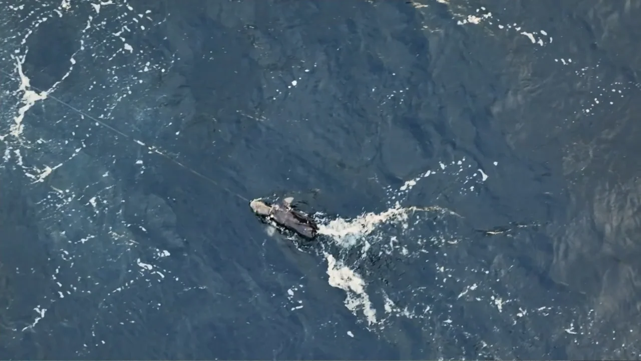 Air Jaws: Final Frontier (2023) movie still: establishing — A vast expanse of dark blue open ocean water with small white foam patches. A dark shape…