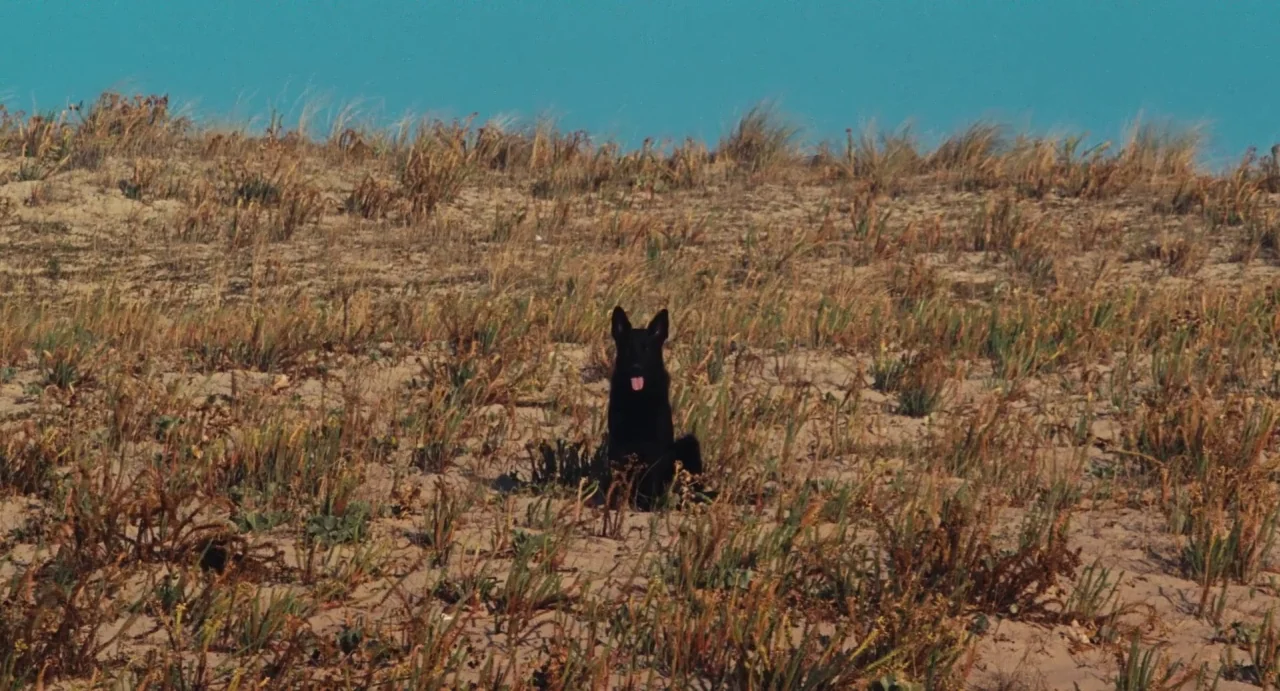 Ava (2017) movie still: wide — A wide sand dune covered with sparse, dried grasses stands under a clear sky. A black dog sits in the center of the…