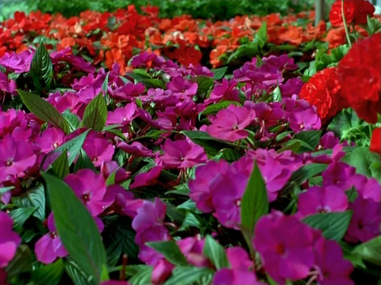 Notre Musique (2004) movie still: closeup — A dense garden bed is filled with clusters of bright pink and red impatiens. The green leaves…