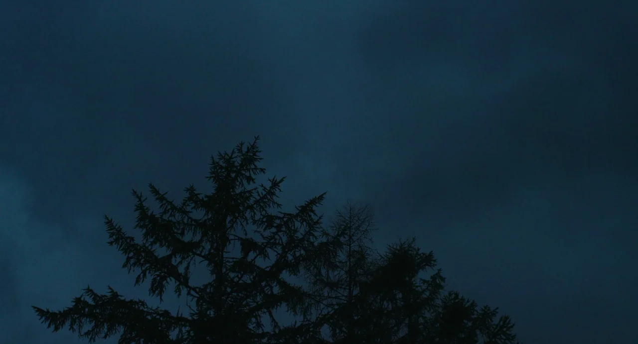 The Mimic (2017) movie still: wide — A dense group of coniferous tree tops stands against a vast, dark sky. The scene is lit by the ambient blue…