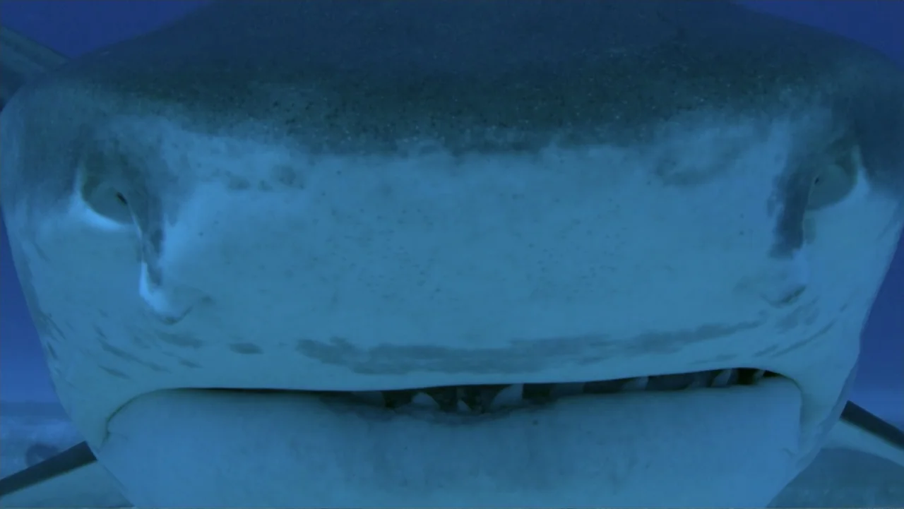 Zombie Sharks (2014) movie still: closeup — An underwater perspective focused on the head of a shark. The creature swims forward, revealing its eyes…