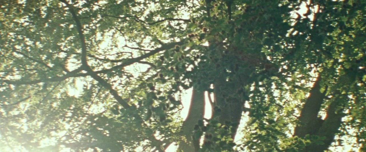 Adoration (2019) movie still: establishing — Sunlight shines through the thick leaves and branches of a large deciduous tree. The perspective looks…