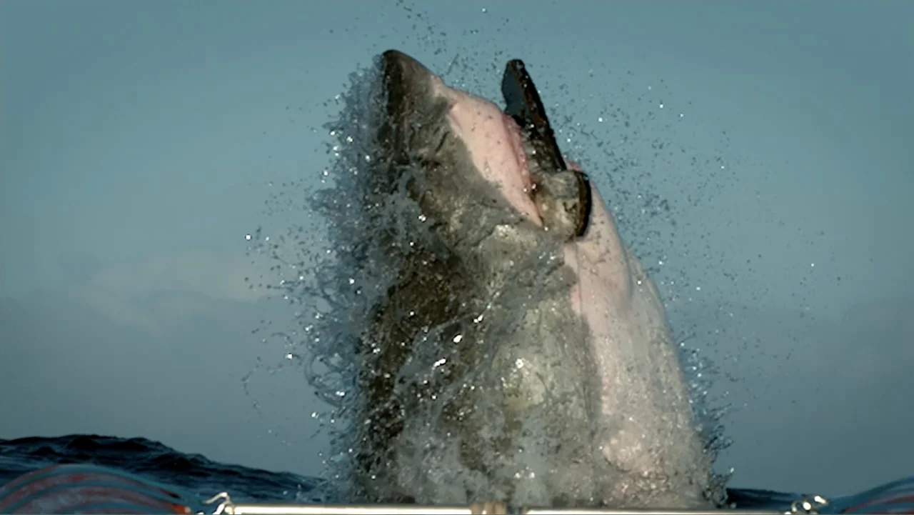 Air Jaws: Night Stalker (2016) movie still: medium — A great white shark emerges vertically from the dark ocean water while creating splashes. The…