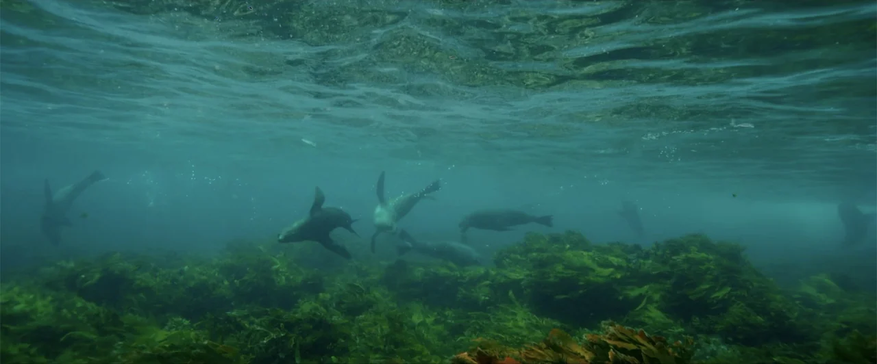 Lair of the Great White (2024) movie still: wide — An underwater view of a kelp forest with light refracting through the water surface. Several sea…