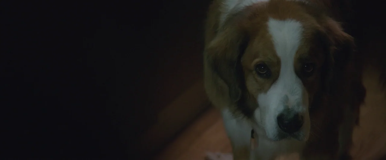 The Gift (2015) movie still: closeup — A brown and white dog stands in a dark indoor space. The dog looks toward the camera with a steady gaze.