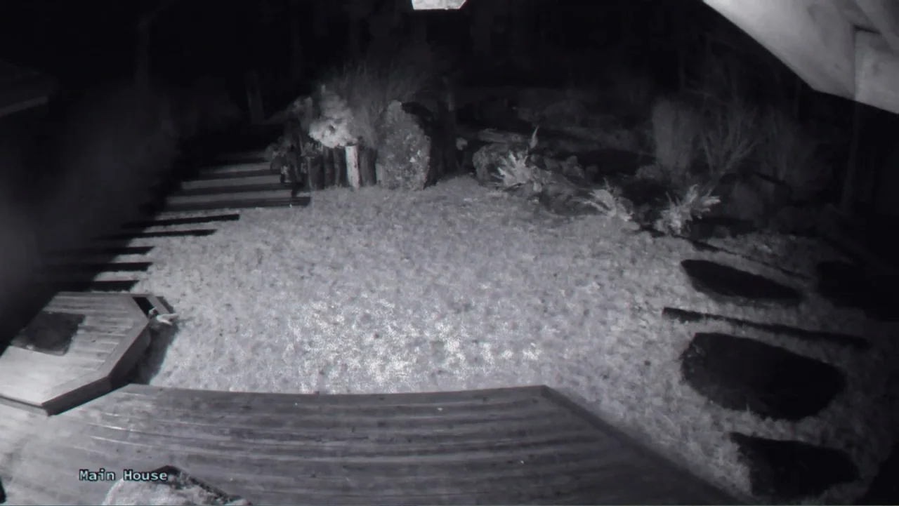 Trees and Other Entanglements (2023) movie still: establishing — A residential yard at night is illuminated by monochromatic security camera…