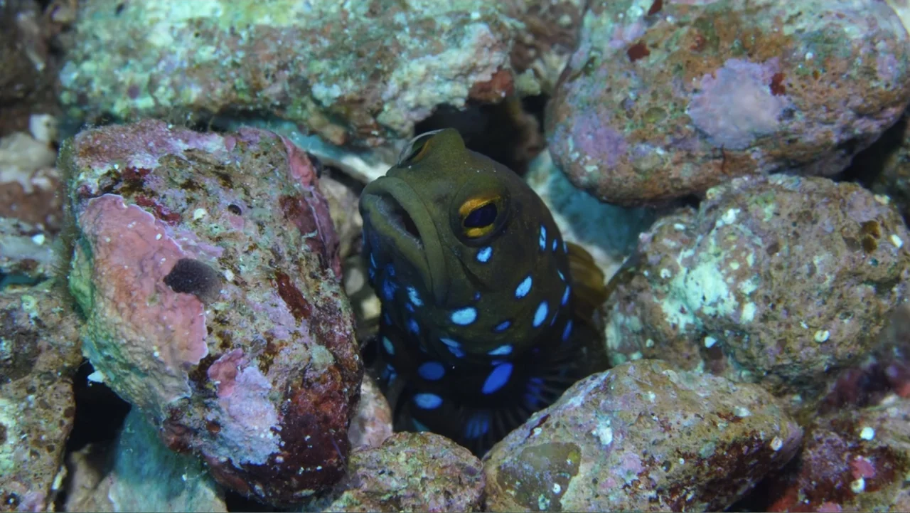 Wild Window: Bejeweled Fishes (2016) movie still: closeup — An underwater reef environment features jagged, textured rocks surrounding a small…