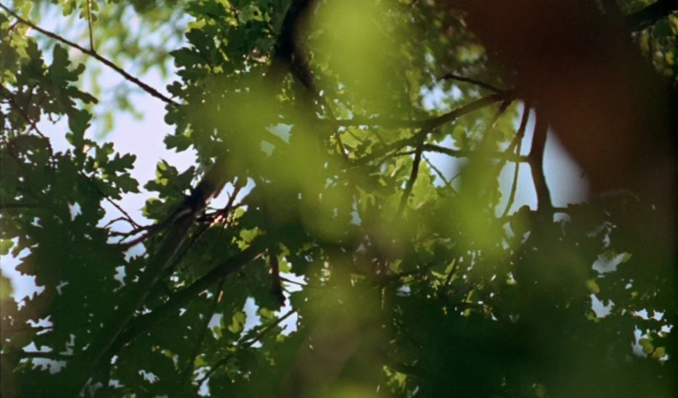 Elvira Madigan (1967) movie still: establishing — A dense canopy of green oak leaves is backlit by bright daylight. The branches create an intricate…