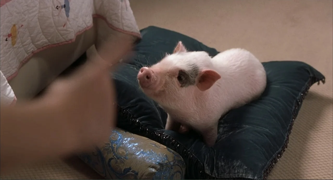 Uptown Girls (2003) movie still: medium — A small piglet rests on a dark blue velvet pillow on a bedroom floor. The piglet tilts its head upward…