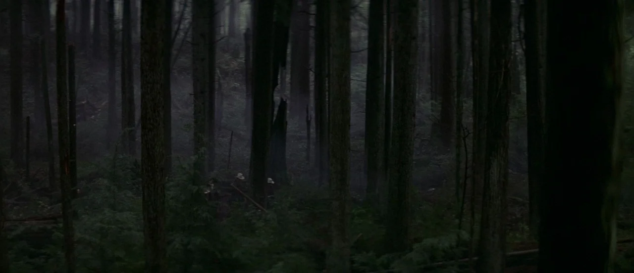 A dense stand of tall, dark coniferous trees rises from a misty forest floor. Ground vegetation consists of thick ferns and fallen wood debris between the tree trunks.