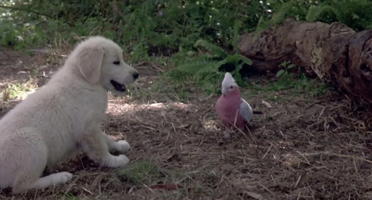 Napoleon (2023) movie still: medium — A grassy clearing with a fallen log in the background under natural sunlight. A light-colored puppy faces a…