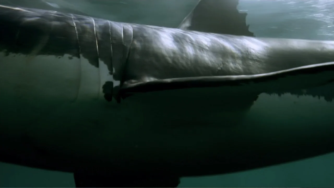 Jaws in the Shallows (2023) movie still: closeup — An underwater view captures the textured grey flank and gill slits of a shark. The large aquatic…