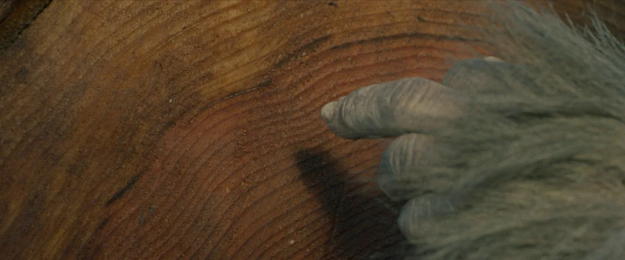 Sasquatch Sunset (2024) movie still: closeup — A close-up view of a sawn tree stump showing intricate annual growth rings. A coarse, grey, hairy…