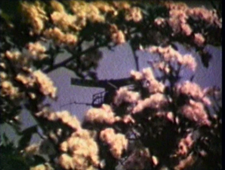 The Angelic Conversation (1985) movie still: wide — A dense cluster of pale, blooming flowers fills the foreground of the shot. A distant radar…