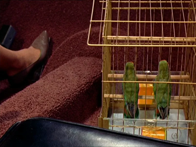 The Birds movie still: medium — Two green parrots sit on a perch inside a wooden and metal birdcage. A person's leg in a dark high-heeled shoe rests…