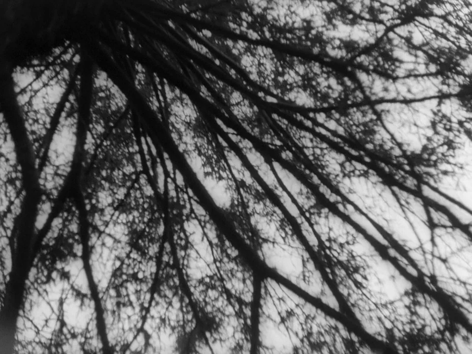 Night of the Living Dead (1968) movie still: establishing — A dense network of dark tree branches extends across the bright overcast sky. The view…