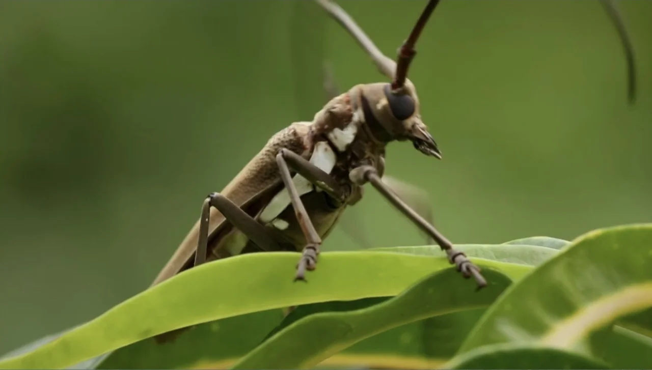 Islands of Creation (2015) movie still: closeup — A longhorn beetle rests on the curved green surface of a broad leaf. The insect occupies the…