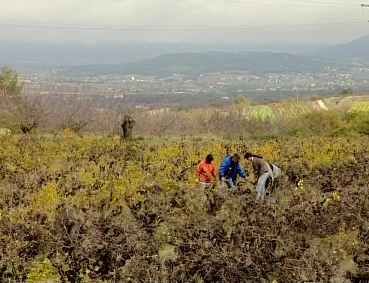 The Gleaners & I (2000) movie still: wide — A sprawling agricultural landscape features rows of dormant, tangled grapevines under an overcast sky.…