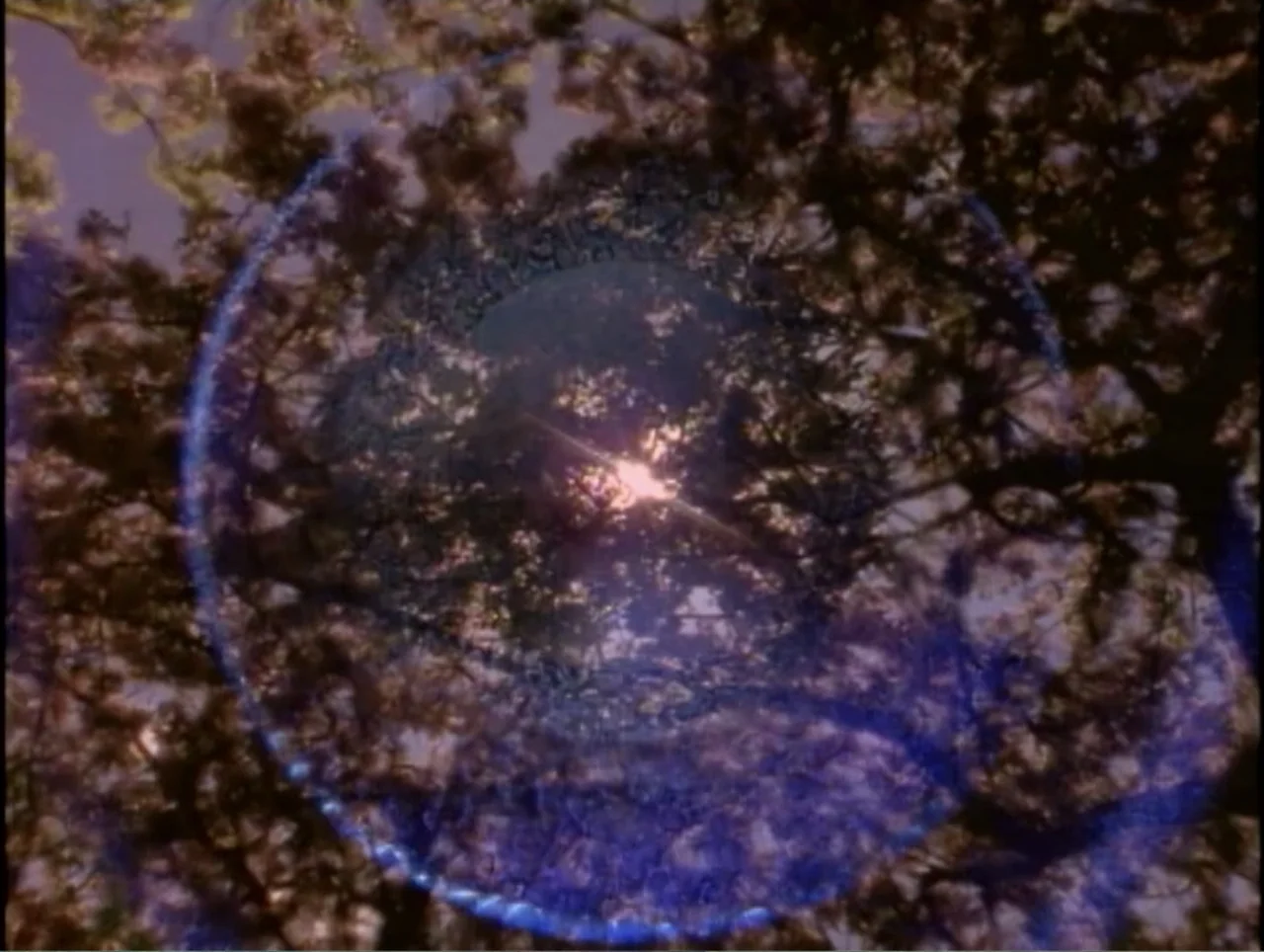 America Undercover: Life Afterlife (2000) movie still: establishing — A dense canopy of tree branches fills the frame against a bright sky. Sunlight…