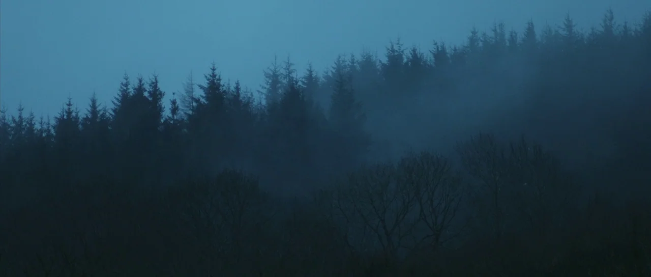 Frank (2014) movie still: establishing — A dense forest at dusk is shrouded in a thick layer of fog. The silhouette of pine trees creates a layered…