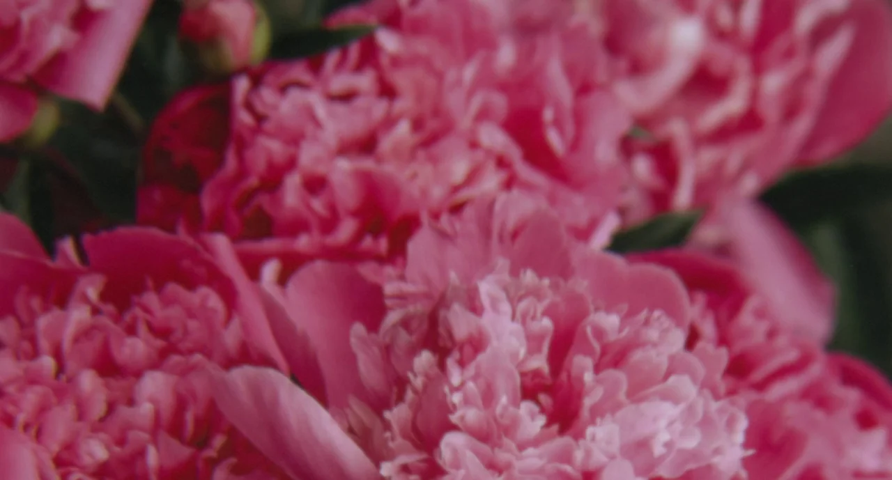 Anaïs in Love (2021) movie still: closeup — A close-up shot of multiple blooming pink peonies with dense, layered, ruffled petals. The flowers fill…