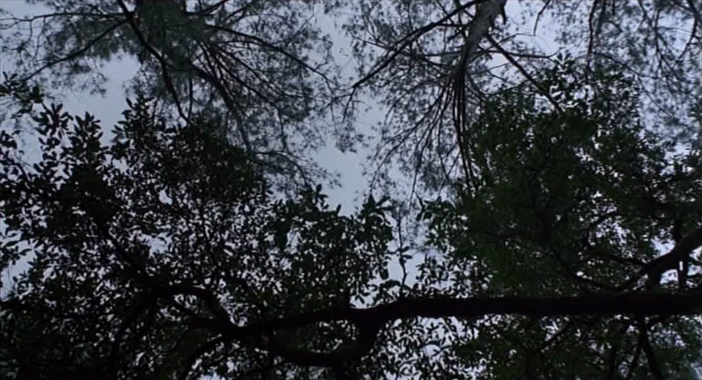 Miller’s Crossing (1990) movie still: establishing — A dense forest canopy viewed from below against an overcast, gray sky. Twisted tree branches…