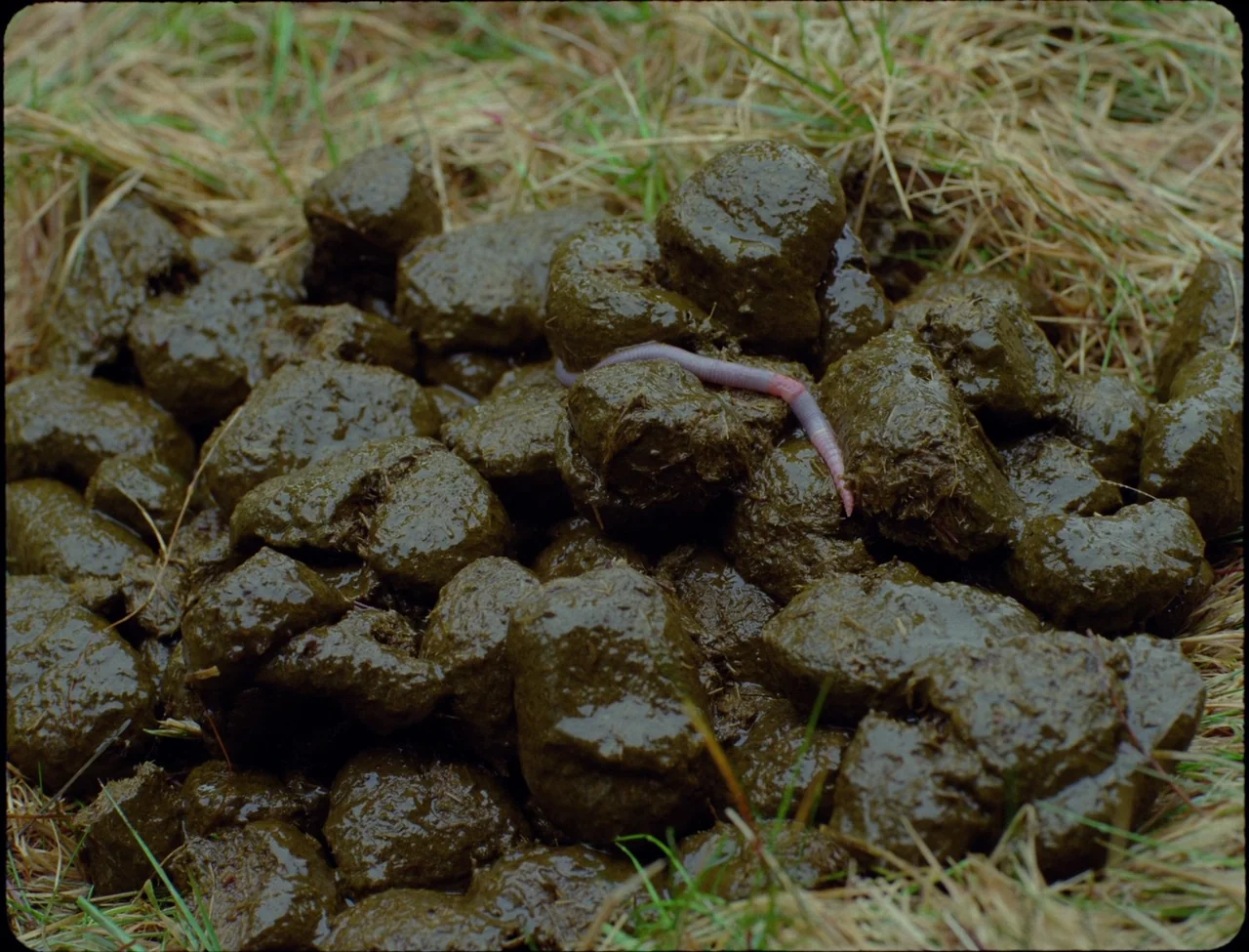 Godland (2022) movie still: closeup — A pile of dark brown, segmented animal waste sits on dry grass. A pale pink earthworm moves over the surface…