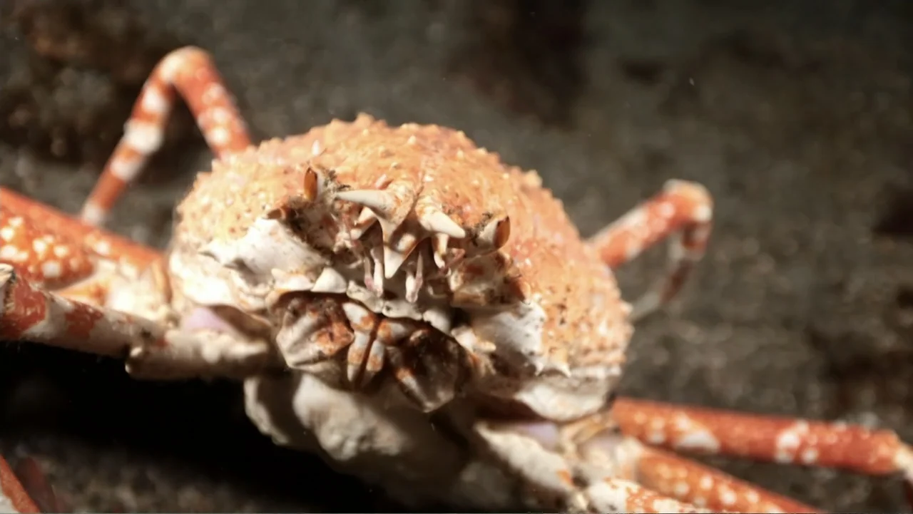 Alien Sharks: Ghosts of Japan (2024) movie still: closeup — An underwater scene features a textured spider crab resting on a dark sandy seafloor.…