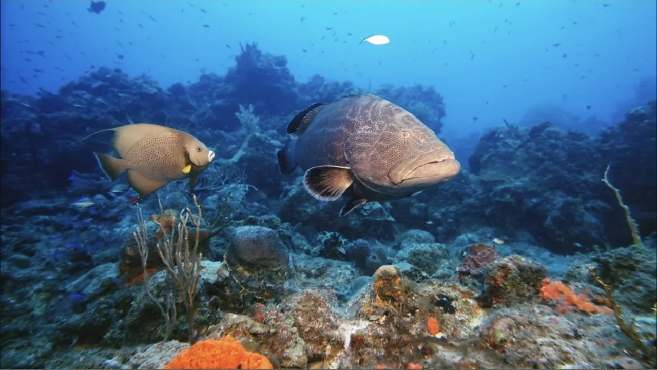 Deep Sea 3D (2006) movie still: medium — A diverse coral reef teeming with aquatic life occupies the ocean floor. A large grouper and a smaller…