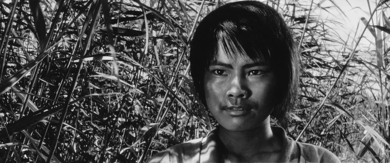 Onibaba (1964) movie still: closeup — A thick stand of tall, dense reeds surrounds the subject on a bright day. A young person stands among the…