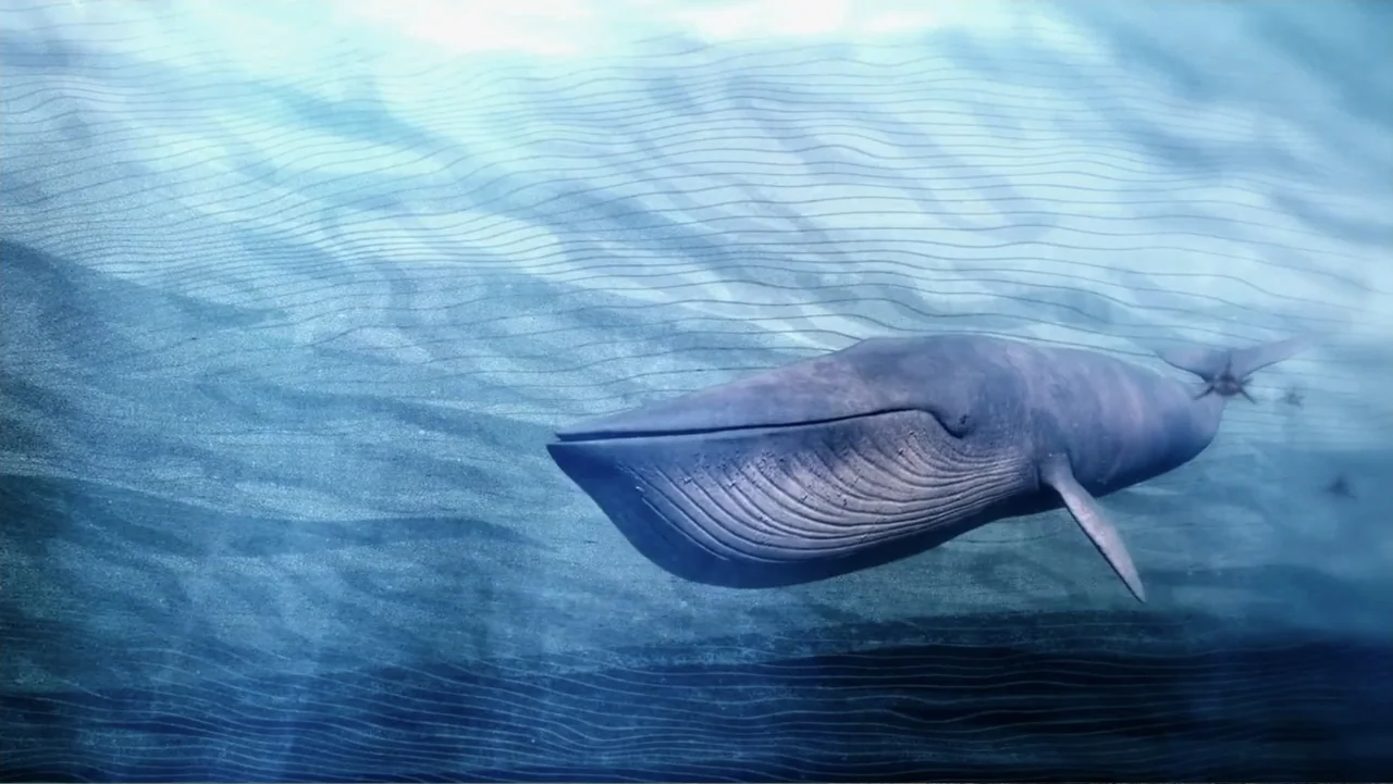 Judy Blume Forever (2023) movie still: medium — A blue whale swims through clear blue water beneath the rippling surface. The creature moves…