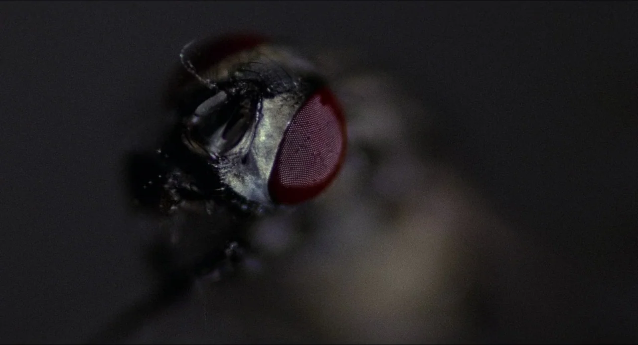 The Amityville Horror (1979) movie still: closeup — A close-up view shows the head of a housefly on a dark background. The compound eye exhibits a…