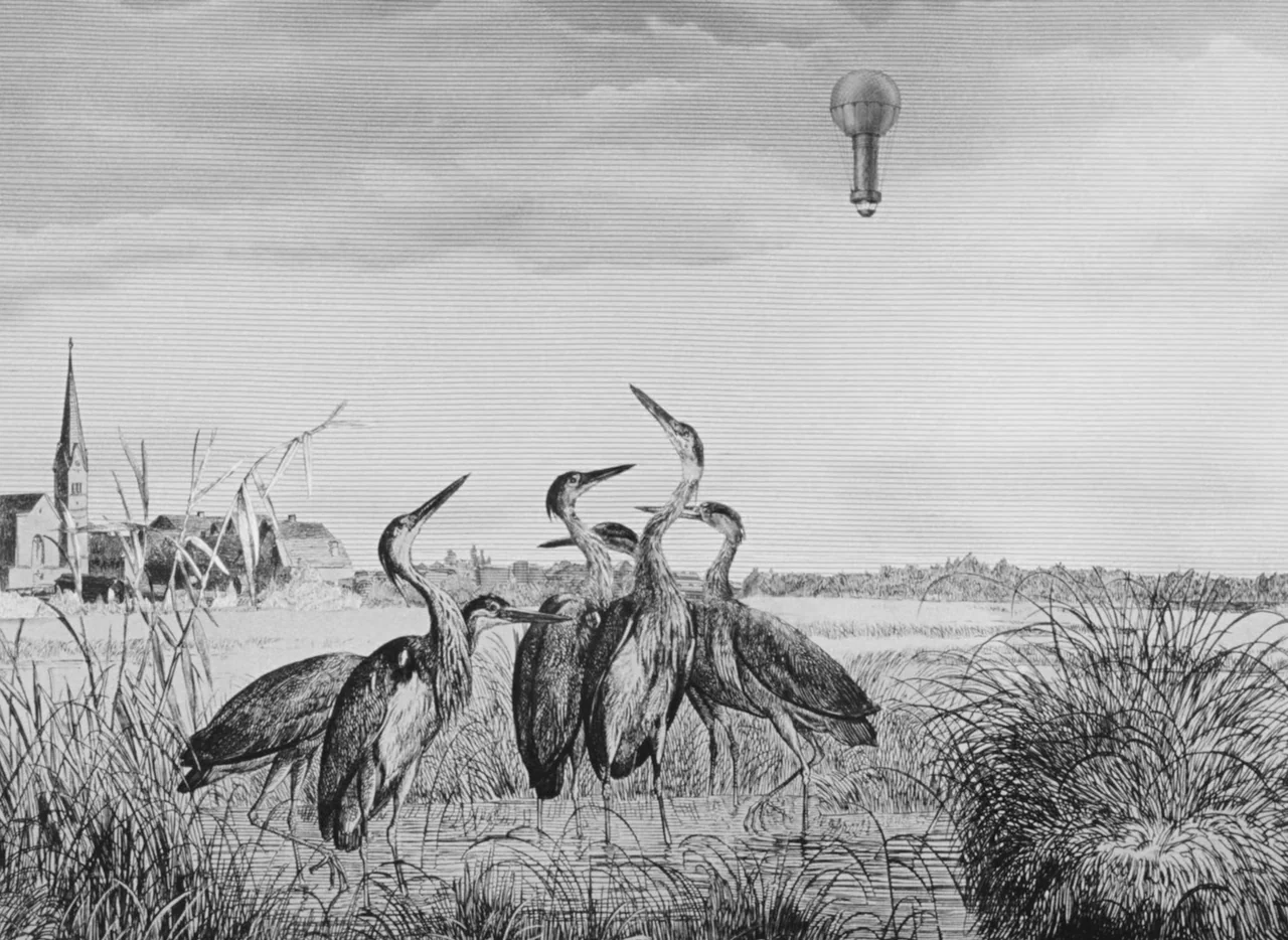 Invention For Destruction (1958) movie still: wide — A flat marshy landscape features four tall herons standing in shallow water. In the distance a…
