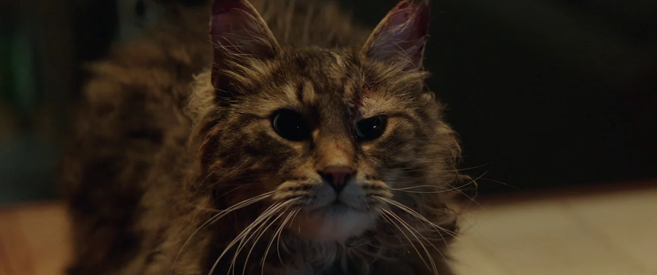 Pet Sematary (2019) movie still: closeup — A long-haired brown tabby cat sits in a dimly lit indoor space. The cat has a visible scratch above its…