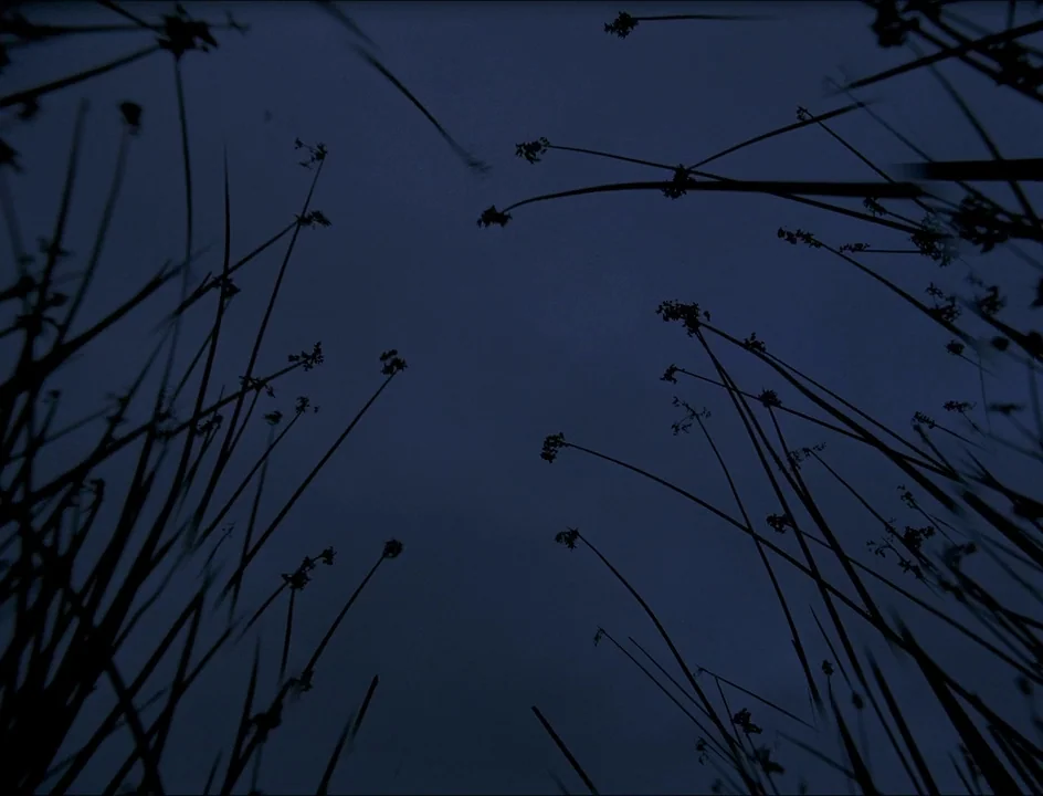 Post Tenebras Lux (2012) movie still: establishing — Tall thin grass stalks rise from the ground toward a dark blue night sky. The camera looks…