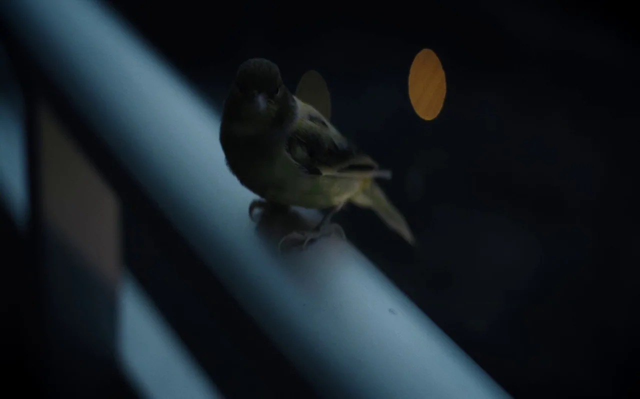 Knocking (2021) movie still: closeup — A small bird sits on a metallic railing against a dark, out-of-focus background. Two distinct amber bokeh…