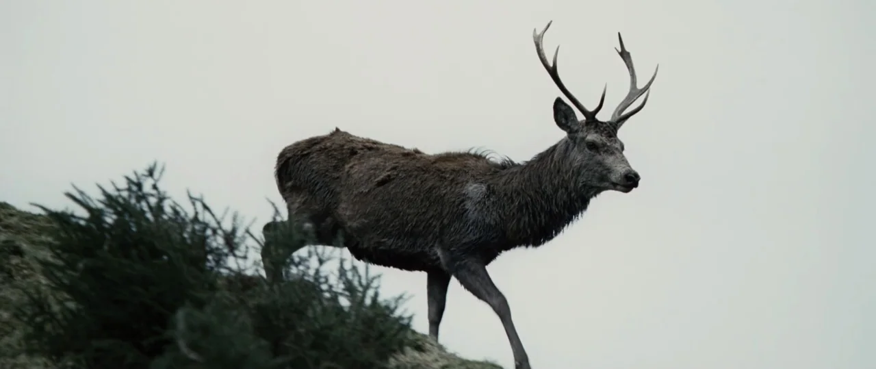 Centurion (2010) movie still: fullbody — A stag walks across a green hillside under a pale, overcast sky. The animal moves from left to right while…