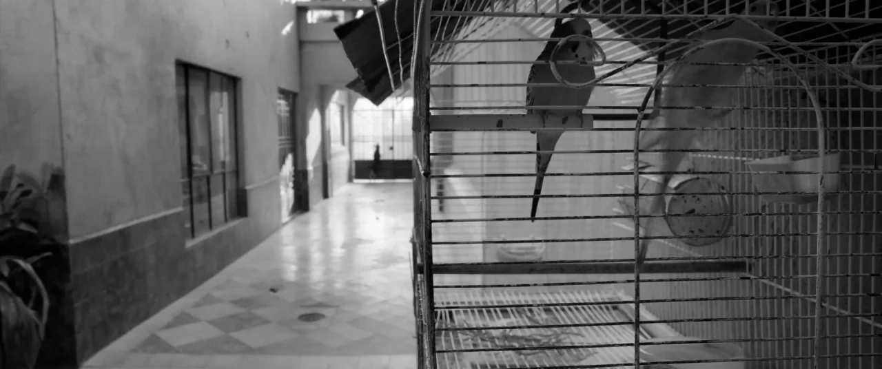 Roma (2018) movie still: medium — A close perspective of a bird cage containing a single small bird. The cage sits in a quiet tiled outdoor…