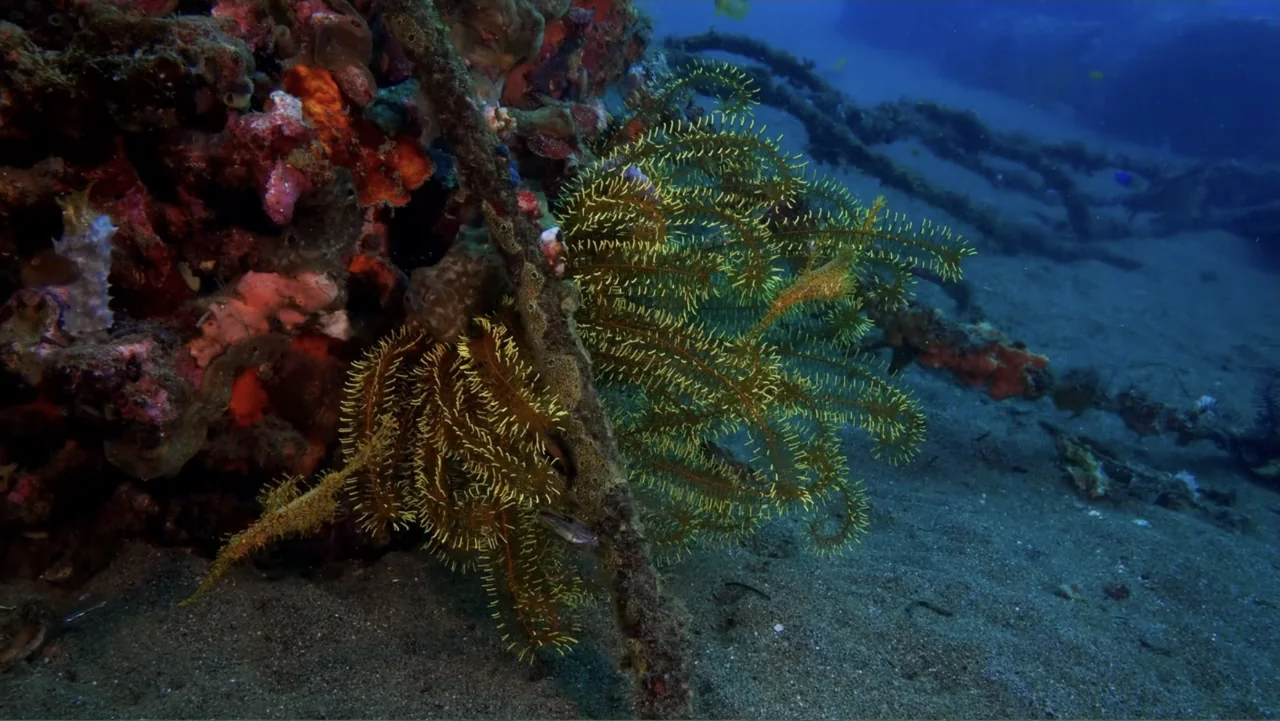 Wild Window: Bejeweled Fishes (2016) movie still: medium — A dark underwater environment features a crinoid attached to an encrusted structure. The…