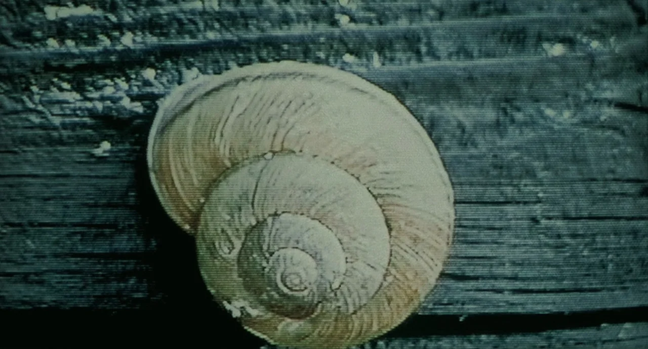 Uzumaki (2000) movie still: closeup — A snail shell sits on a dark, weathered wooden plank surface. The texture of the wood grain is visible…